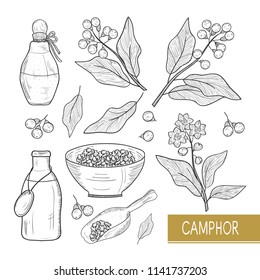 Camphor. Plant. Leaves, fruit, flower. Oil. Bowl, bottle. Sketch.  Monochrome. Set.