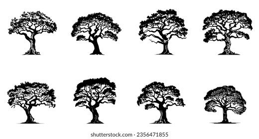 Camphor tree, black silhouette on a transparent background, vector set