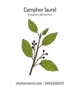 Camphor tree (Camphora officinarum), edible and medicinal plant. Hand drawn botanical vector illustration