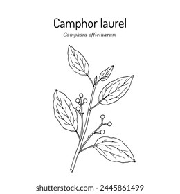 Camphor tree (Camphora officinarum), edible and medicinal plant. Hand drawn botanical vector illustration