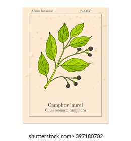Camphor tree (Cinnamomum Camphora), medicinal plant. Hand drawn botanical vector illustration 