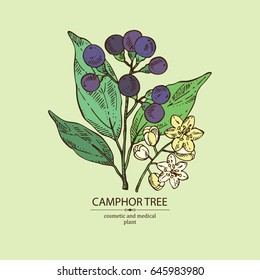 Camphor Tree: leaves berries and flowers. Perfumery,  cosmetics and medical plant. Vector hand drawn illustration
