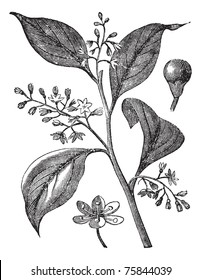 Camphrier officinal or Camphora officinarum or Medicinal plant vintage engraving. Old engraved illustration of camphor tree leaves and flowers.