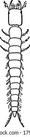 A larva campodeiforme de um besouro moído, vintage desenho de linha ou gravura ilustração.