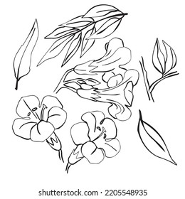 Campsis. Linear hand drawing of a flower. Vector graphics