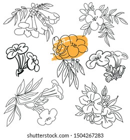 Campsis radicans flowers set. Hand drawn. Collection graphics vector elements,black and white sketch