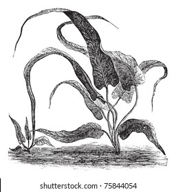 Camptosorus rhizophyllus or walking fern or Asplenium rhizophyllum vintage engraving. Old engraved illustration of American walking fern having lanceolate fronds.