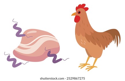 Campylobacter and chicken simple vector illustration