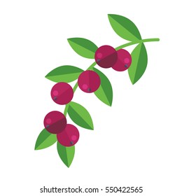Camu camu berries and leaves vector illustration. Superfood camucamu or cacari icon. Healthy detox natural product. Flat design organic food. Camocamo or Myrciaria dubia symbol.