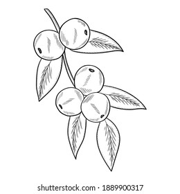 Berry de camu, fruta, rama de hoja. Berry orgánica de superalimentos. Ilustración de esbozo dibujada a mano.