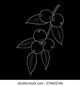 Camu camu berry, fruit, leaf branch. Superfood organic berry. Hand drawn sketch illustration.