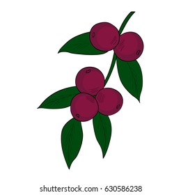 Camu camu berry, fruit, leaf branch. Superfood organic berry. Hand drawn sketch illustration.