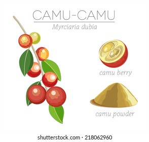 Camu camu berry fruits (Myrciaria dubia) on the branch, cut berry and powder