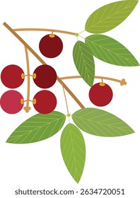 Camu camu fruit vector illustration