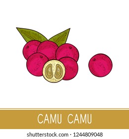 Camu camu. Leaves, berry. Sketch. Color. On a white background.