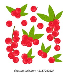 Camu camu. Tropical berry. Color vector set in cartoon style on a white background.