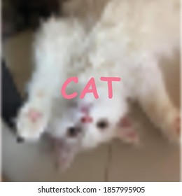 Can text on a white cat