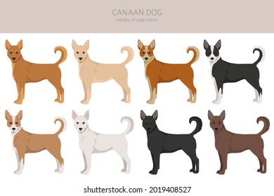 Canaan dog clipart. Different poses, coat colors set.  Vector illustration