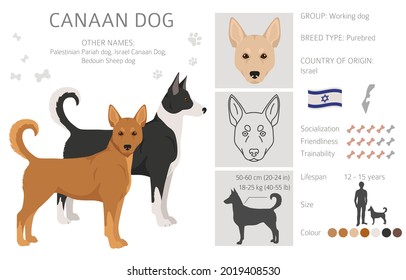 canaan dog breed info about whats this