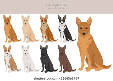 Canaan dog clipart. Different poses, coat colors set.  Vector illustration