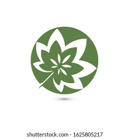 Canabis leaf vector illustration icon design