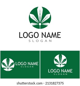 Carácter de símbolo vectorial de plantilla de logotipo de Canabis