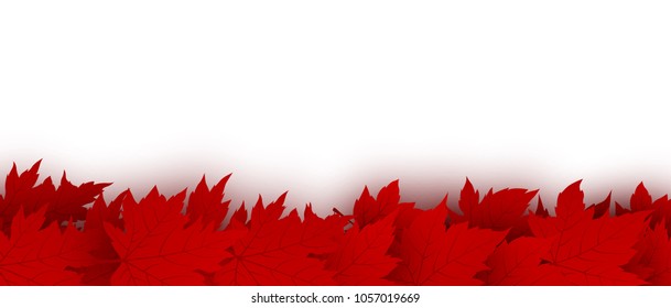 Canada day background design of red maple leaves isolated on white background vector illustration