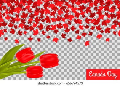 Canada day background with maple leaves and tulips for 1st of July celebration on transparent background. Vector Illustration. Independence Day of Canada.