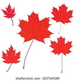 Canada Day maple leaves background.