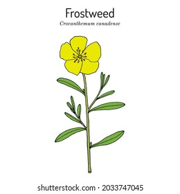 Canada frostweed (Helianthemum canadense), medicinal plant. Hand drawn botanical vector illustration