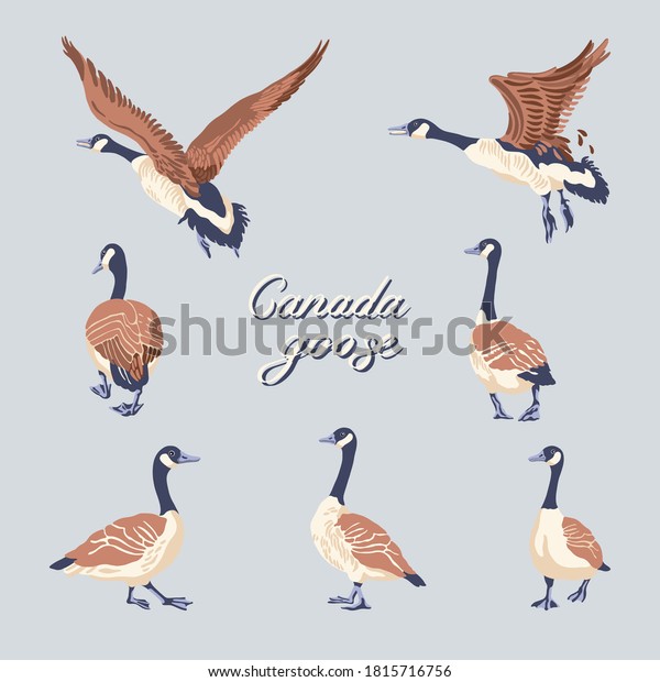 Canada geese. Hand-drawn set of birds.\
Vintage collection. Vector\
illustration.