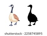 Canada geese. Two birds are moving forward. The black silhouette and the color vintage style bird. Vector illustration.