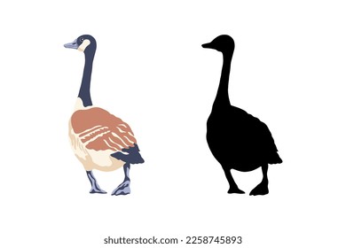 Canada geese. Two birds are moving backwards. The black silhouette and the color vintage style bird. Vector illustration.