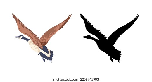 Canada geese. Two flying birds. The vintage style color illustration and the black bird silhouette. Vector illustration.