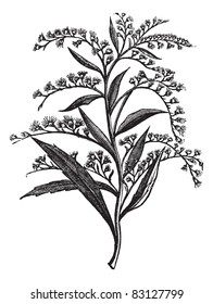 Canada goldenrod or Solidago canadensis or Canada goldenrod, vintage engraving. Old engraved illustration of Canada goldenrod isolated on a white background. Trousset encyclopedia (1886 - 1891).