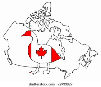Canada goose