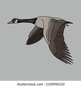 Canada goose bird Duck Vector art