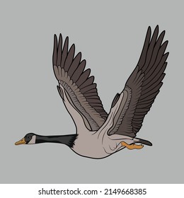 Canada goose bird vector art