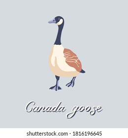 Canada goose. Bird walking forward. Vintage collection. Vector illustration.