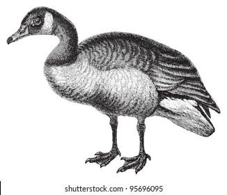 Canada Goose (Branta canadensis) / vintage illustration from Meyers Konversations-Lexikon 1897