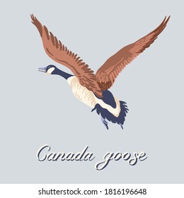 Canada goose. Flying bird. Vintage collection. Vector illustration.