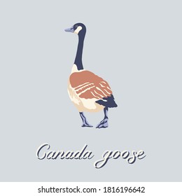 Canada goose. Hand-drawn bird. Vintage collection. Vector illustration.