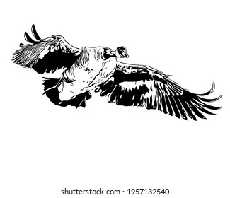 Canada goose mid flight wing spread line art black and white silhouette.