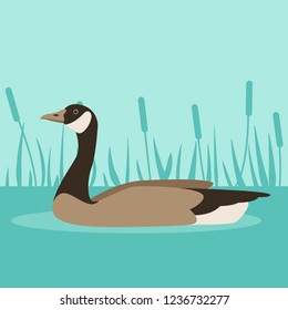  canada Goose on water,  vector illustration ,  flat style