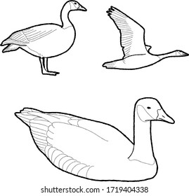 Canada Goose Vector Illustration Hand Drawn Animal Cartoon Art