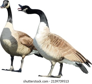 Imagen vectorial de ganso de Canadá con fondo transparente. Waterfowl Geese 