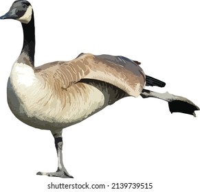 Canada Goose Vector Image with Transparent Background. Waterfowl Geese 