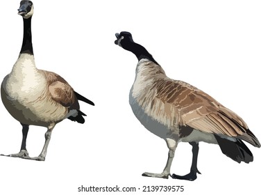 Imagen vectorial de ganso de Canadá con fondo transparente. Waterfowl Geese 