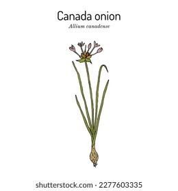 Cebolla canadiense, o ajo pradera (Psoralea glandulosa), planta comestible y medicinal. Ilustración de vector botánico dibujada a mano