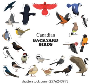 Canadian Backyard Birds Set Vector Collection